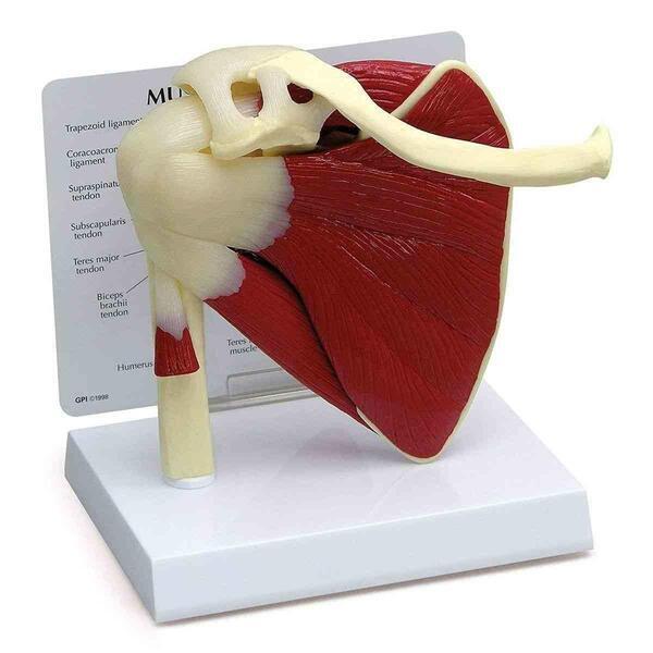 Muscled Shoulder Joint