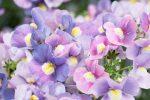 50 Seeds Of Natural Propagating Nemesia Flower For Garden, Balcony And Bardali Decoration