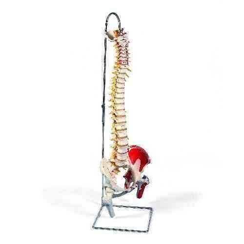 Deluxe Flexible Spine with Femur Heads and Painted Muscles