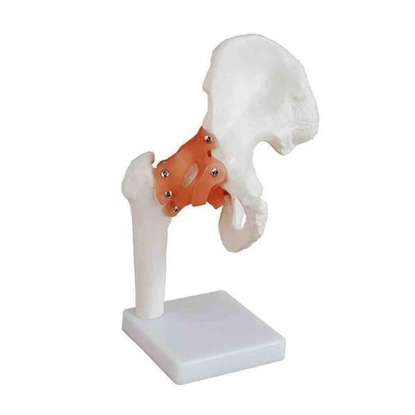Life-Size Hip Joint / Anatomical Models