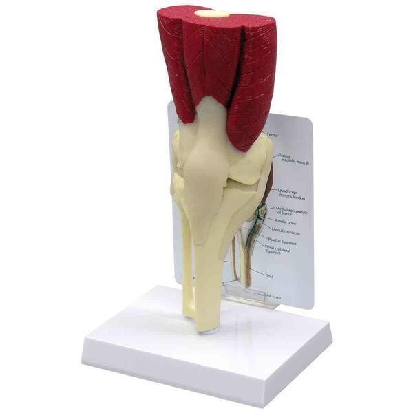 Muscled Knee Joint / Anatomical Models