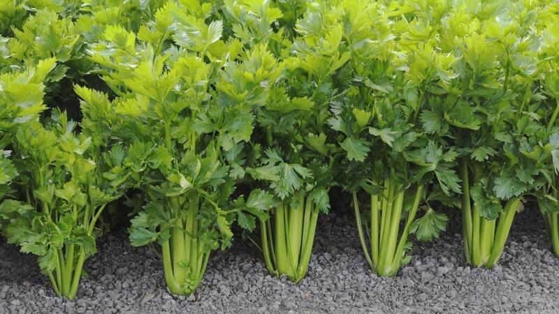 1 Packet Celery Seeds - Vegetable seeds