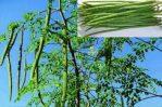 1 Packet Drumstick -Moringa Hybrid Seeds Green -Long Vegetable Dwarf Variety Plant Seeds