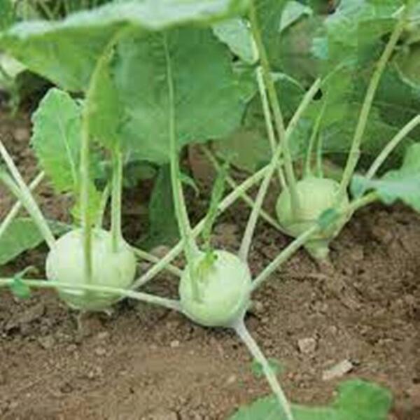 1 Packet Kohlrabi Seed for Planting - Non-GMO Heirloom Packet