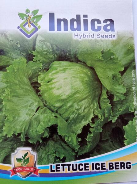 1 Packet Lettuce Seeds - Salad Ice Berg
