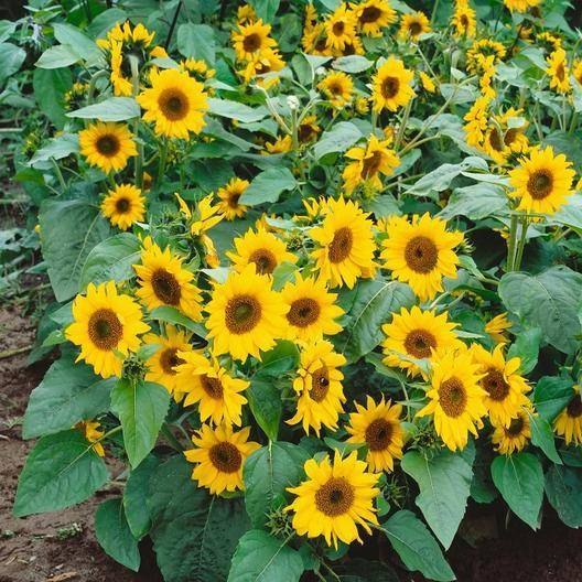 1 Packet Maniture Sunflower Mix Seeds