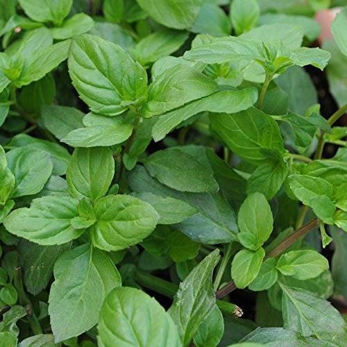 1 Packet Mint Basil Mix Seeds