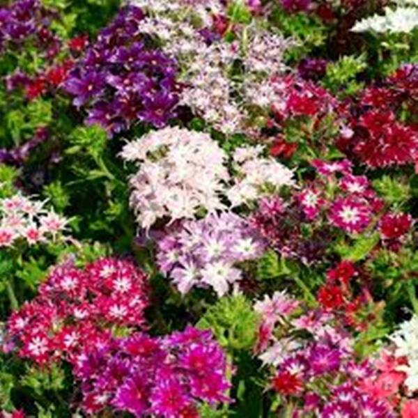 1 Packet Phlox Mix Flower Seeds Super