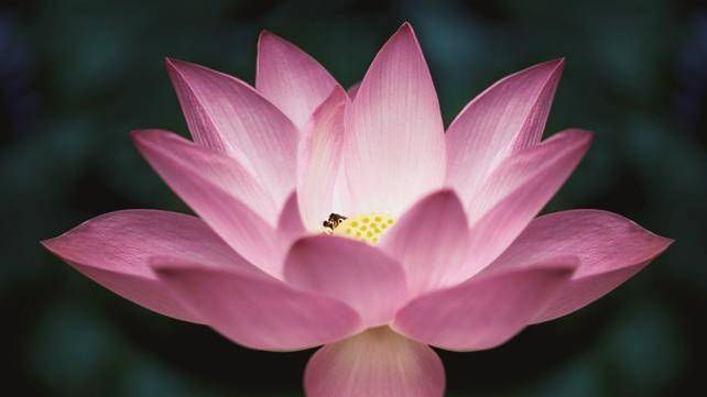 10 Seeds Lotus