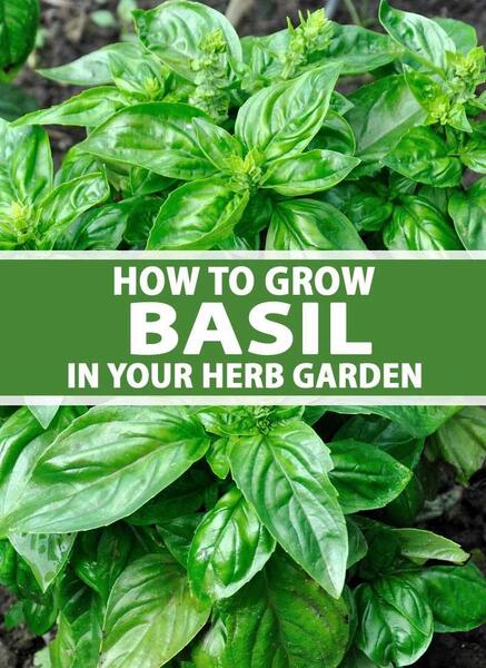 All Time All Seasons 1 Packet Italian Board Leaf Mix Basil Seeds