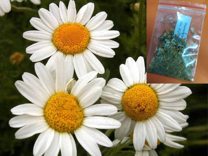 Chamomile Seeds - Easy Grow Herbal Flower 100 Seeds