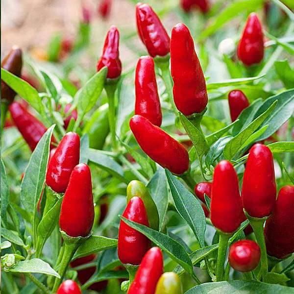 Chilli Hot Pepper Red 10 Seeds Pickle Chilli Seeds