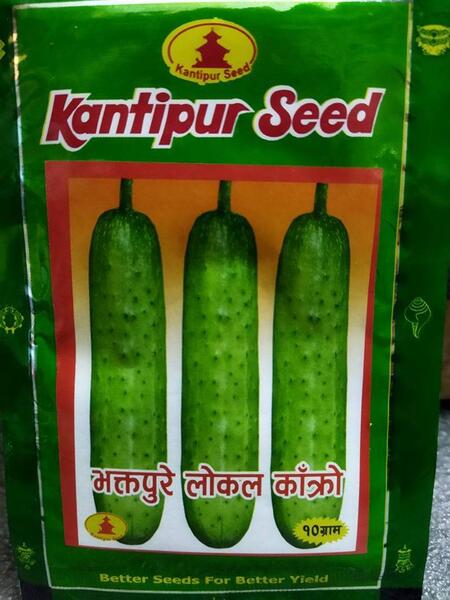 Cucumber Bhaktapur Local Seeds