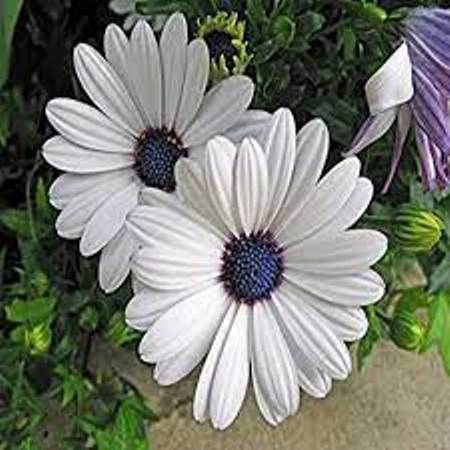 Demorphoteca Flower Seeds