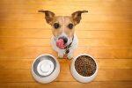 Dog And Cat Feeding Bowl Small  Size  350Ml Multicolor