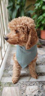 Dog Bandana Green Check bandana for Pet