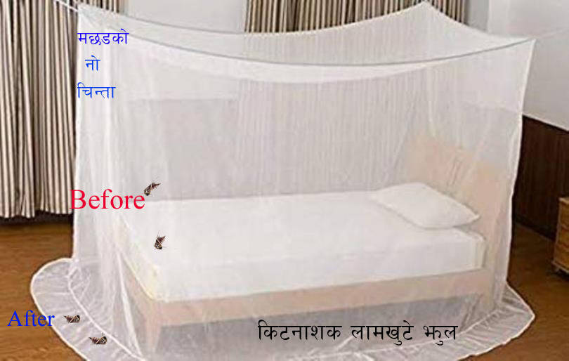 Single Bed Medicated Mosquito Net (Color May Vary)