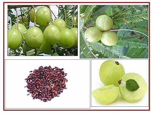 Emblica, Amla Herb Seeds - 5 Seeds Home Made Loose Pack