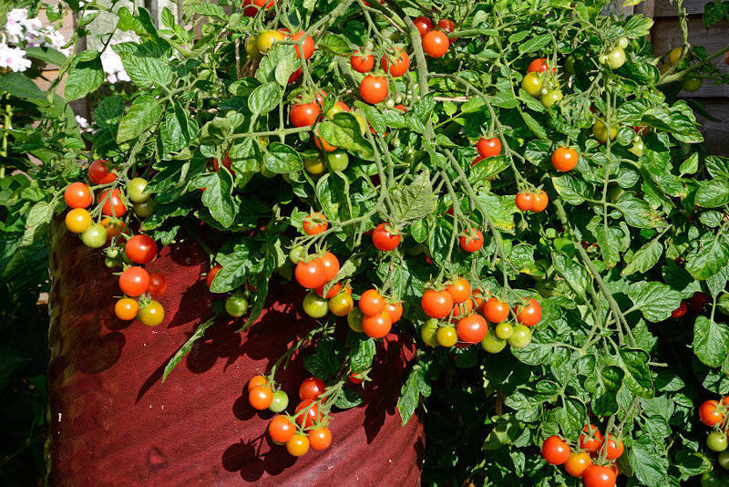 F1 Hybrid Red Cherry Tomato Home/Garden 20 Seeds Loose Packet