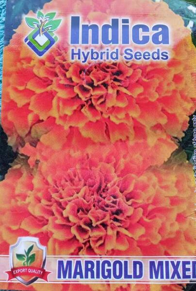 Large Bloom Round Year Marigold Seeds Mixed 20 Plus Seeds