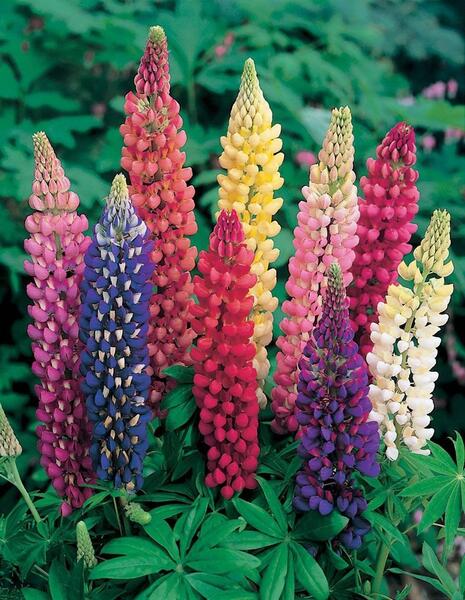 Lupin Pixie Dwarf Mixed Variety 20 Seeds