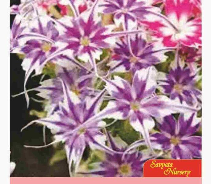 Phlox Twinkle Mixed 20 Plus Flower Seeds Small Pouch Pack For Home Garden, Kitchen Garden, Balcony and Kausi Kheti