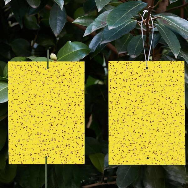 Insect Sticky Fruit Fly Trap
