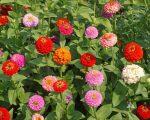Zinnia pumila Mixed 20 Plus Seeds