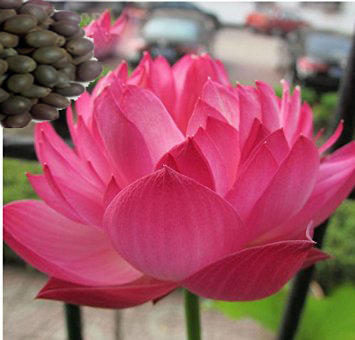 Lotus Seeds