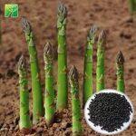 Asparagus Seeds 30-50 Seeds Imported Kurilo Seeds For Garden, kausi