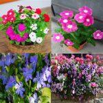 Baramase – All-Time Flower Antier Vinca Mixed Flower 30 Seeds For Garden And Balcony