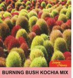 Burning Bush Kochia Mix 20 Plus Flower Seeds S