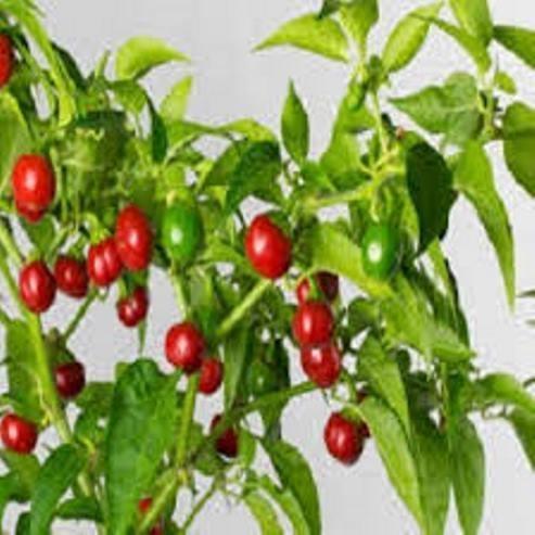 Easy And Guarantee Grow Akabare Khursani Seeds For Balcony, Bardali And Garden 20 Quality Seeds