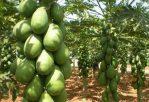 Fruit Seeds – 1 Packet Indica Papaya Mix Seeds