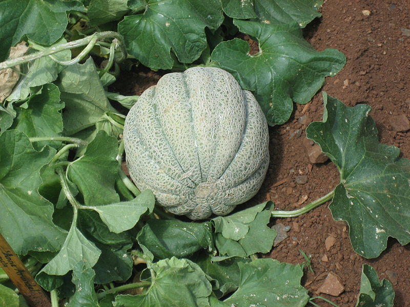 Fruit Seeds - 1 Packet Musk Melon Seeds