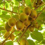 Fruit Seeds- Kiwi Seed 100 Plus Seed Of Futaba Kiwi Fruit Seeds Pack For Home Garden
