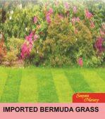 Grass Seeds- Imported Barmuda Grass 100 Seeds Pack For Home Garden, Kitchen Garden, Balcony and Kausi