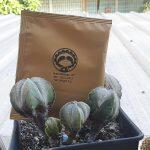 Slothful Drip Bag Coffee (Guatemala)