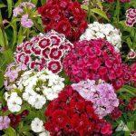 Sweet Williamdianthus Seed 20 Seeds