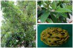 Tree Seeds- 1 Packet Seeds Of Rudraksha | रुद्राक्ष (Elaeocarpus sphaericus )