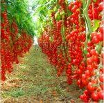 Vegetable Seeds- 1 Packet Cherry tomato Seeds