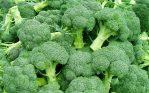 Vegetable Seeds- 1 Packet Green Broccoli Seeds – High yield Vegetable Seeds