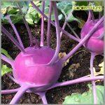 Vegetable Seeds- 1 Packet Knol Khol Purple Seeds (Kohlrabi/Noolkol) Vegetable Seeds