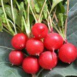 Vegetable Seeds- 1 Packet Turnip OS Super RED Variety Turnip Seeds