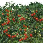 Vegetable Seeds- All Time All Season – Chaumase Mini Cherry Tomato Seeds 10 Plus Seeds