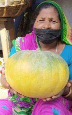 Vegetable Seeds – Big Nepali Pumpkin Excellent Quality 5 Seeds For Home Garden, Kitchen Garden And Kausi Kheti – Grow Every Where In Nepal