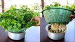 Vegetable Seeds – Coriander Seeds (All Time – Barhamase Dhaniya Seeds) Growing Easy Without Soils