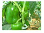 Vegetable Seeds – F1 Capsicum Seeds Andhra -Vegetable Hybrid