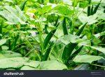 Vegetable Seeds – Ladies Finger Seeds / Okra Seeds