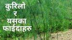Vegetable Seeds- Medicinal Asparagus Seeds 30 Plus Seeds Of Ban Kurilo Biu (Guarantee Grow)